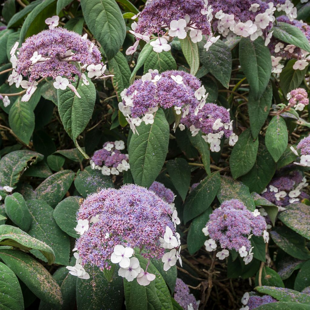 Hydrangea aspera Sargentiana - Fluweelhortensia