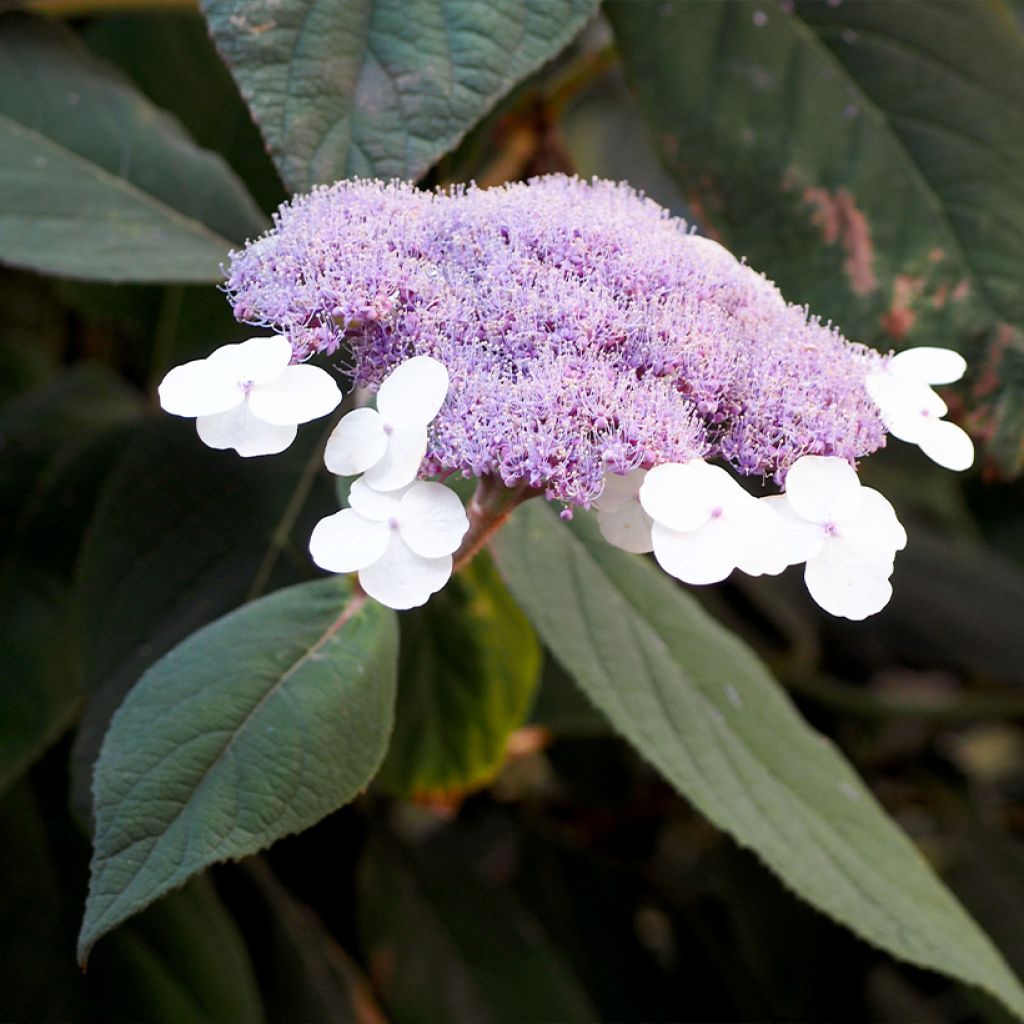 Hydrangea aspera Velvet & Lace - Fluweelhortensia