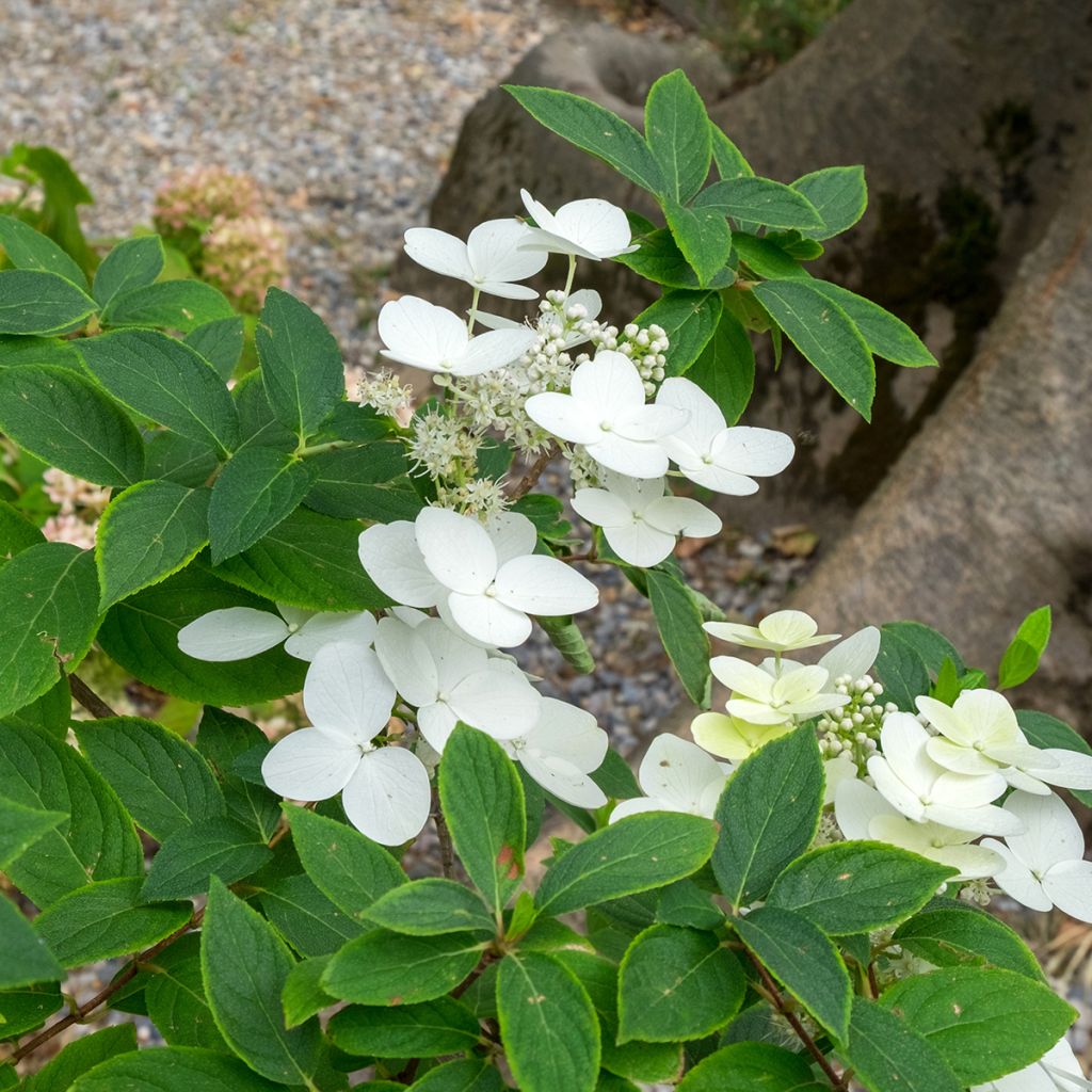 Hydrangea heteromalla - Hortensia