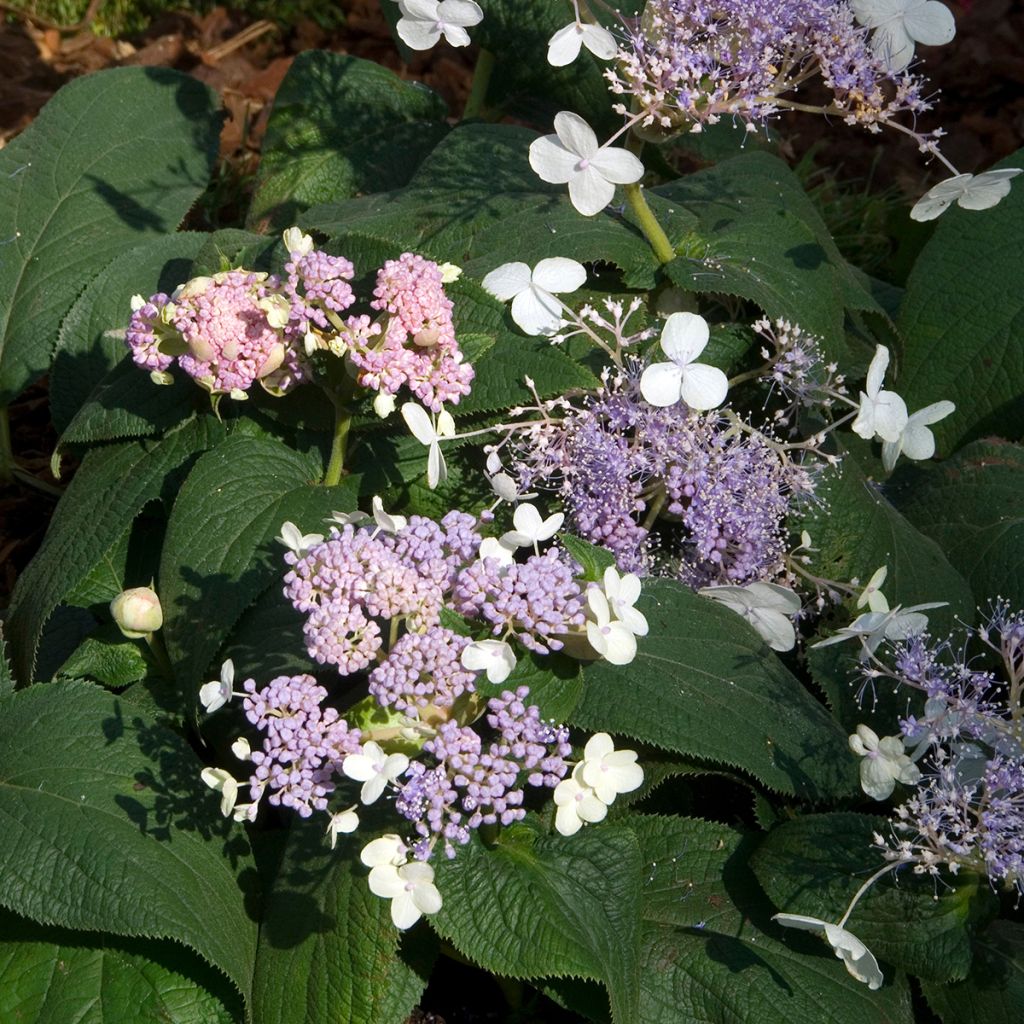 Hydrangea involucrata Late Love - Hortensia