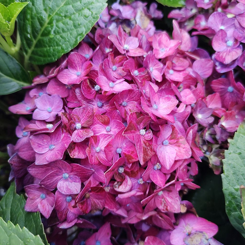 Hydrangea macrophylla Deep Purple Dance - Bolhortensia
