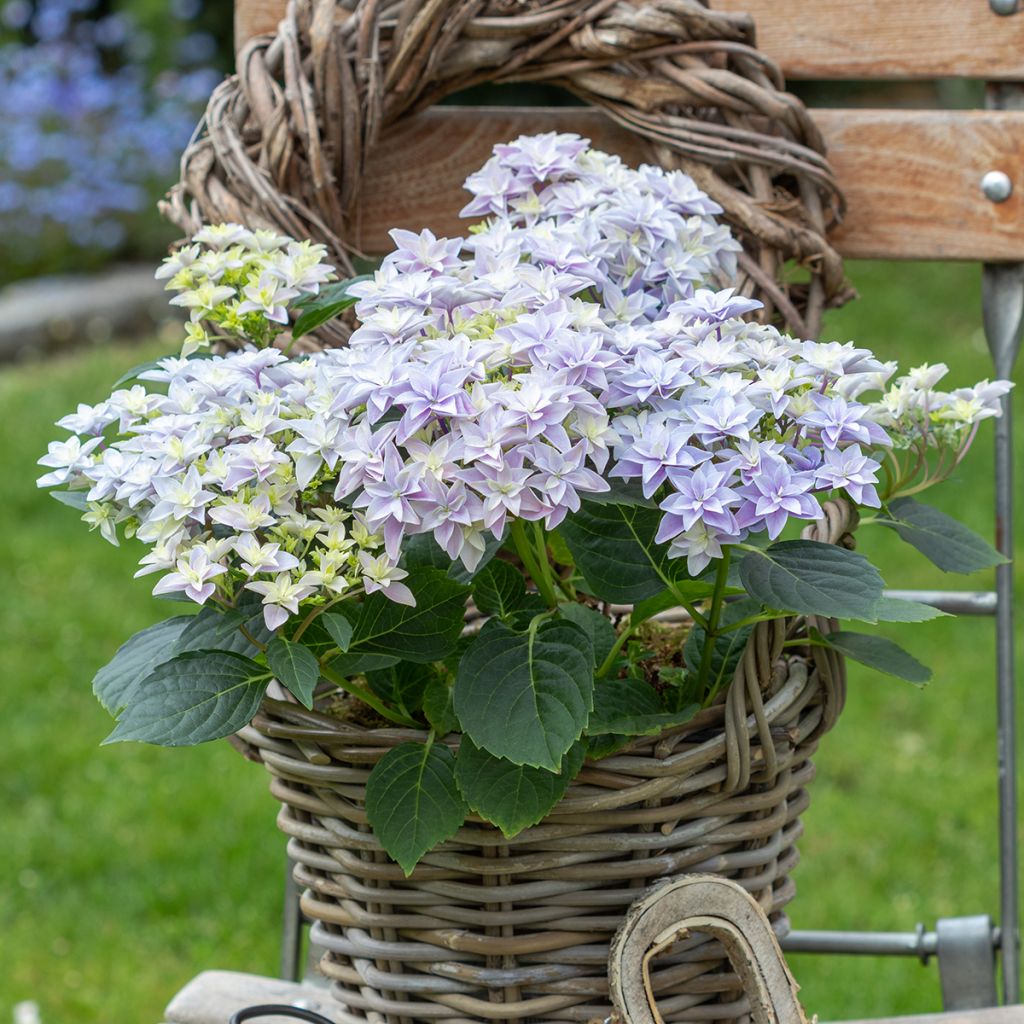 Hydrangea macrophylla Double Dutch Blue - Boerenhortensia