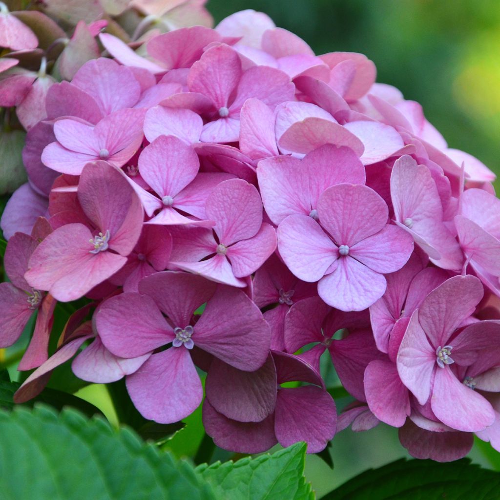 Hydrangea macrophylla Endless Summer The Original Pink - Bolhortensia