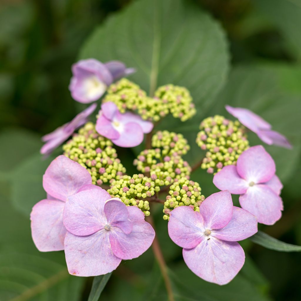 Hydrangea macrophylla Endless Summer Twist and Shout - Boerenortensia