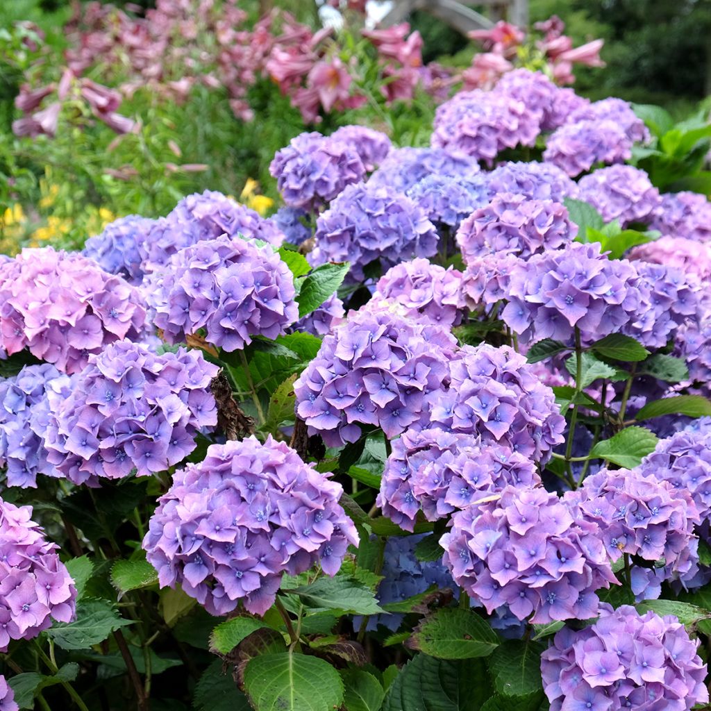 Hydrangea macrophylla Hambourg - Bolhortensia