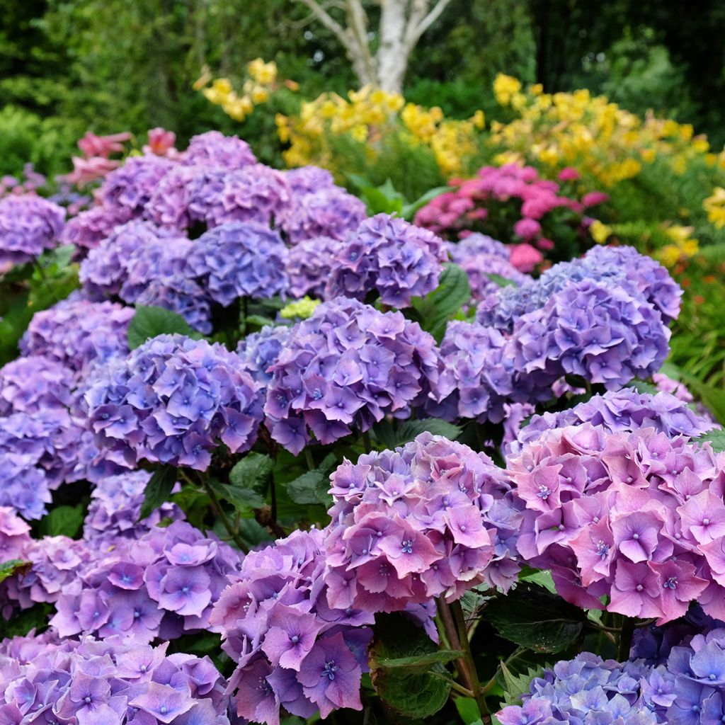 Hydrangea macrophylla Hambourg - Bolhortensia