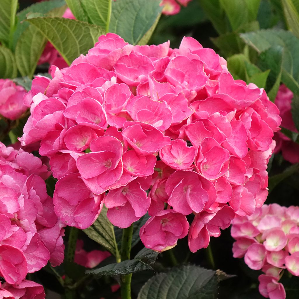 Hydrangea macrophylla Julisa - Bolhortensia