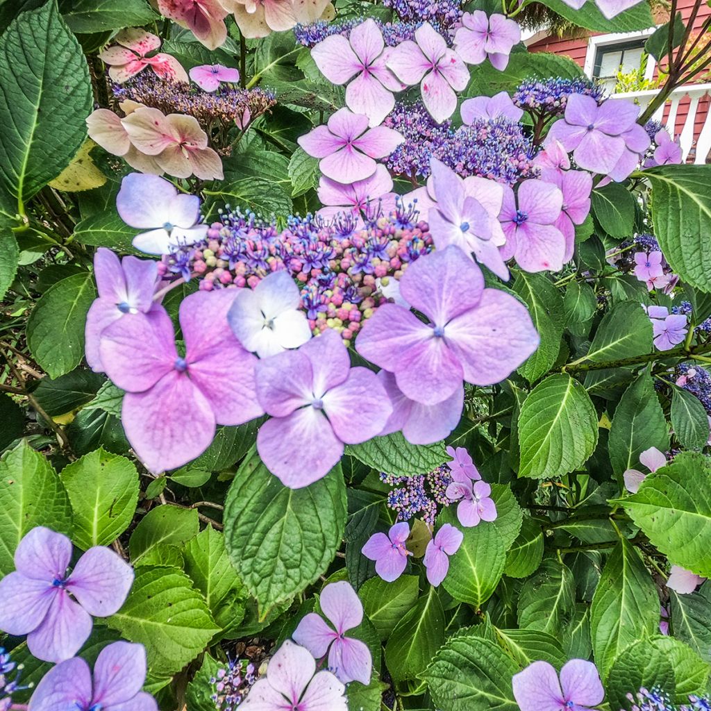 Hydrangea macrophylla Kardinal Violet - Bolhortensia
