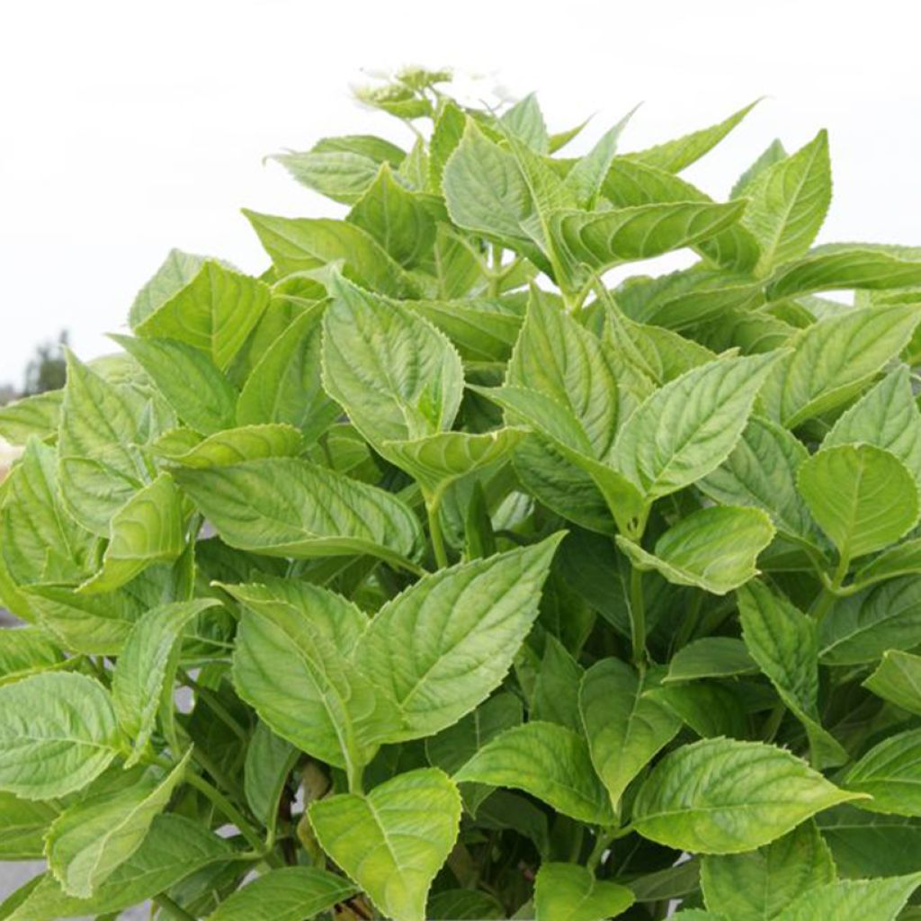 Hydrangea macrophylla Lanarth White - Schermhortensia