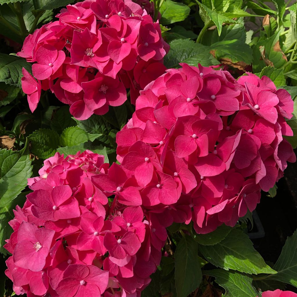Hydrangea macrophylla Leuchtfeuer - Bolhortensia