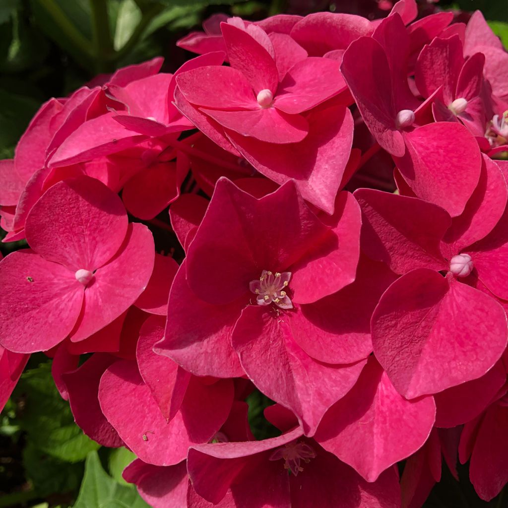 Hydrangea macrophylla Leuchtfeuer - Bolhortensia