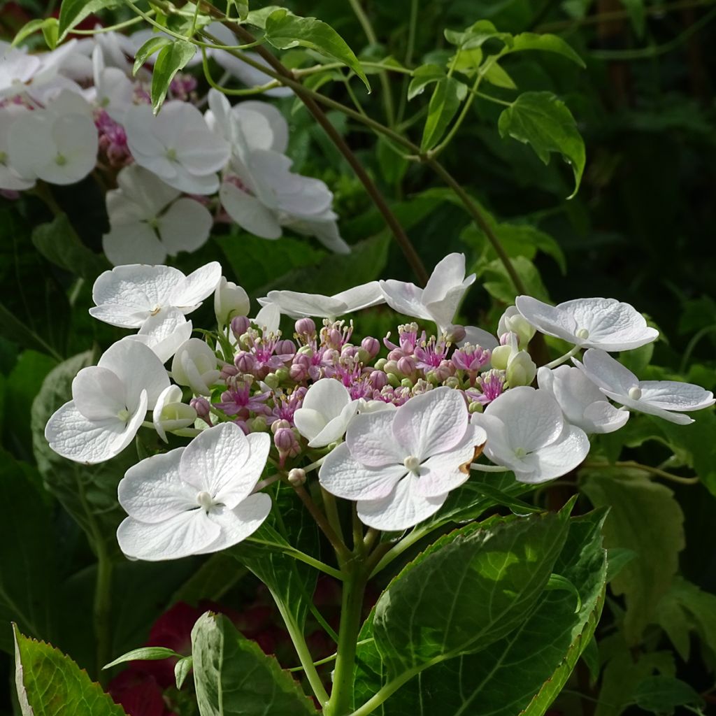 Hydrangea macrophylla Libelle Teller white - Schermhortensia