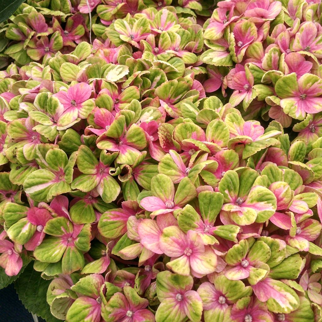 Hydrangea macrophylla Magical Coral - Bolhortensia roze