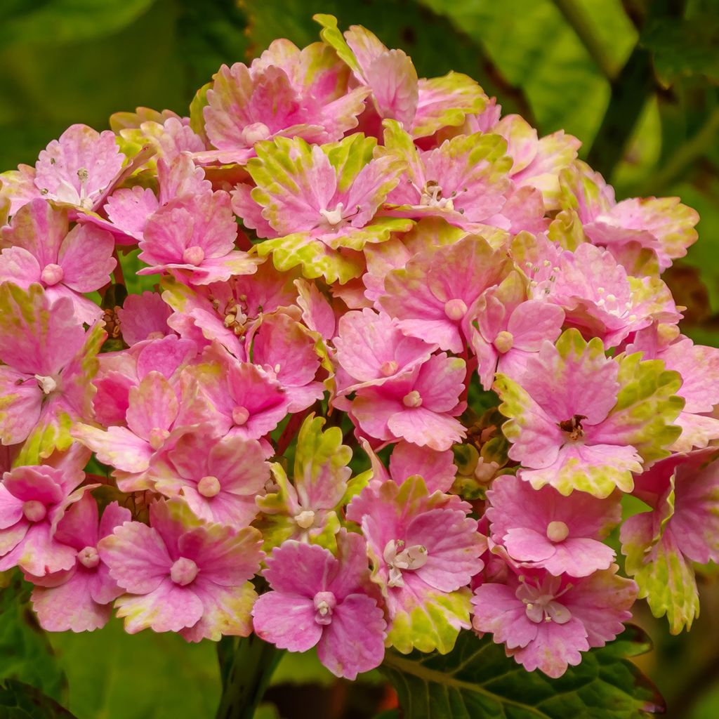 Hydrangea macrophylla Magical Jade - Bolhortensia