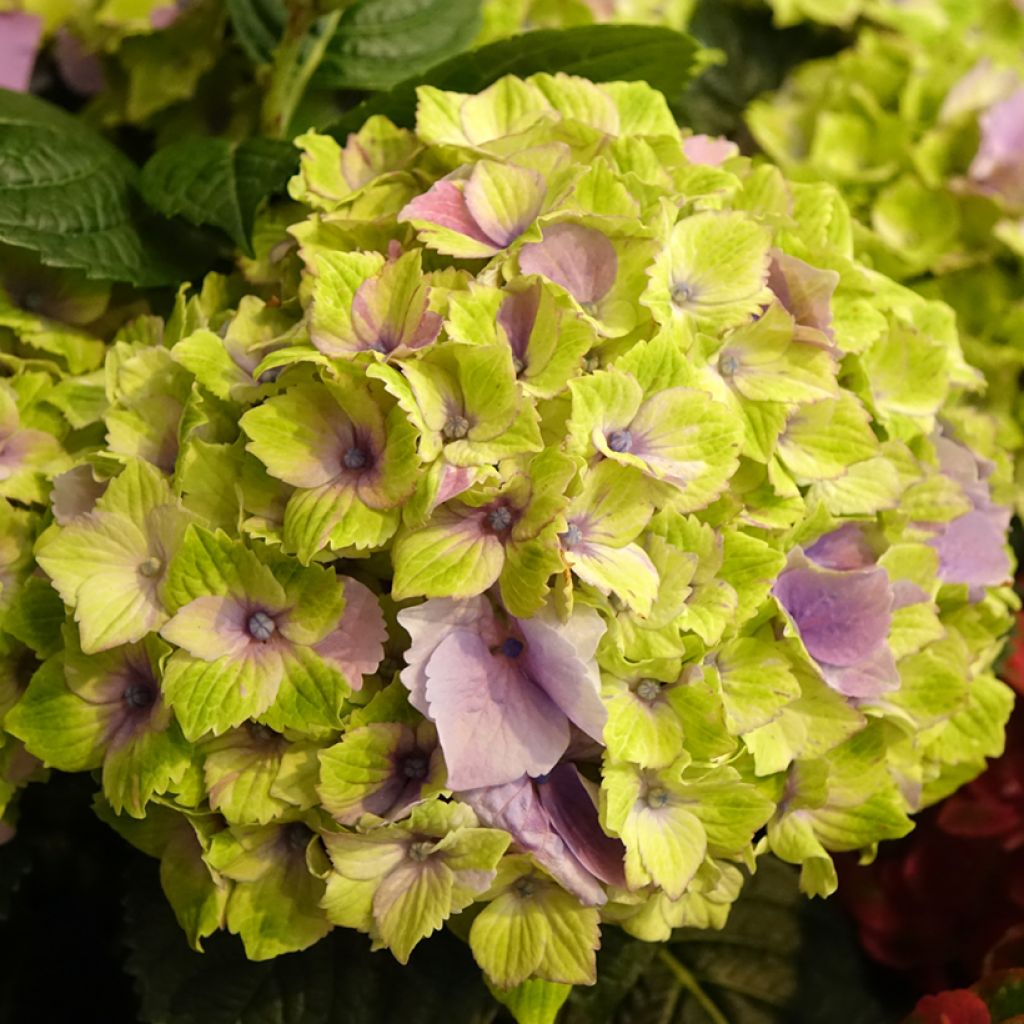 Hydrangea macrophylla Magical Jewel - Bolhortensia roze