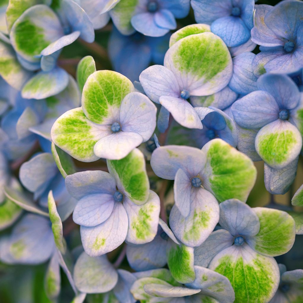 Hydrangea macrophylla Magical Revolution - Bolhortensia