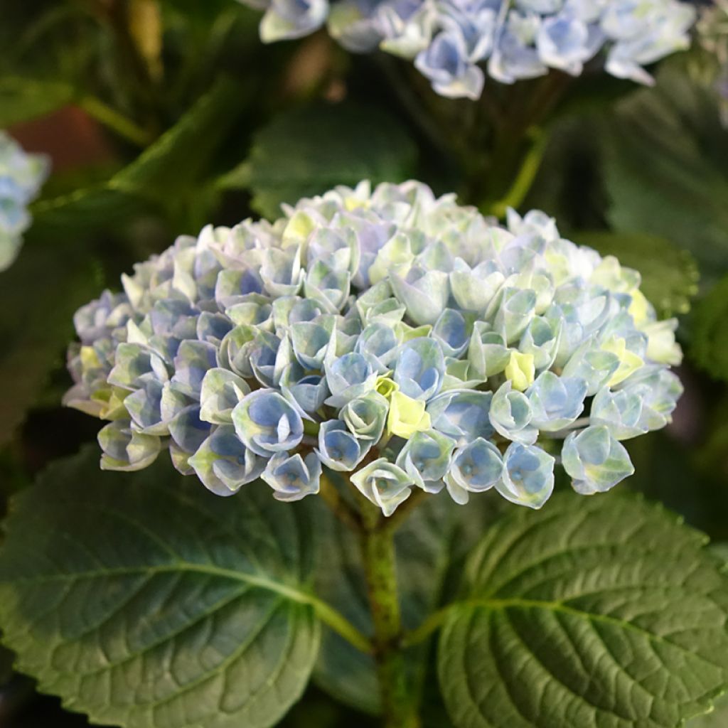Hydrangea macrophylla Magical Revolution - Bolhortensia