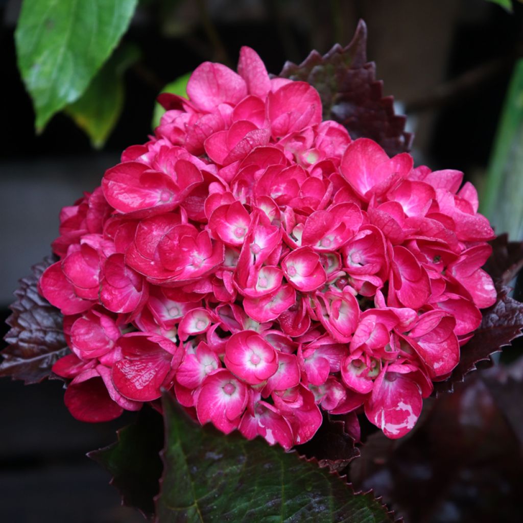 Hydrangea macrophylla Merveille Sanguine - Hortensia