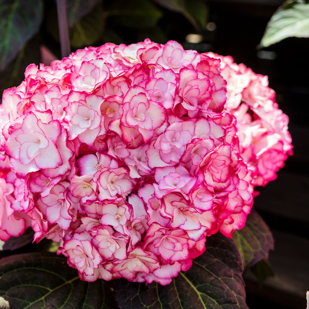 Hydrangea macrophylla Miss Saori - Bolhortensia