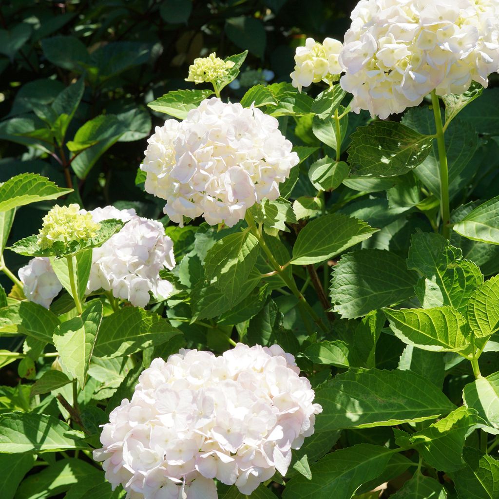 Hydrangea macrophylla Mme Emile Mouillère - Bolhortensia