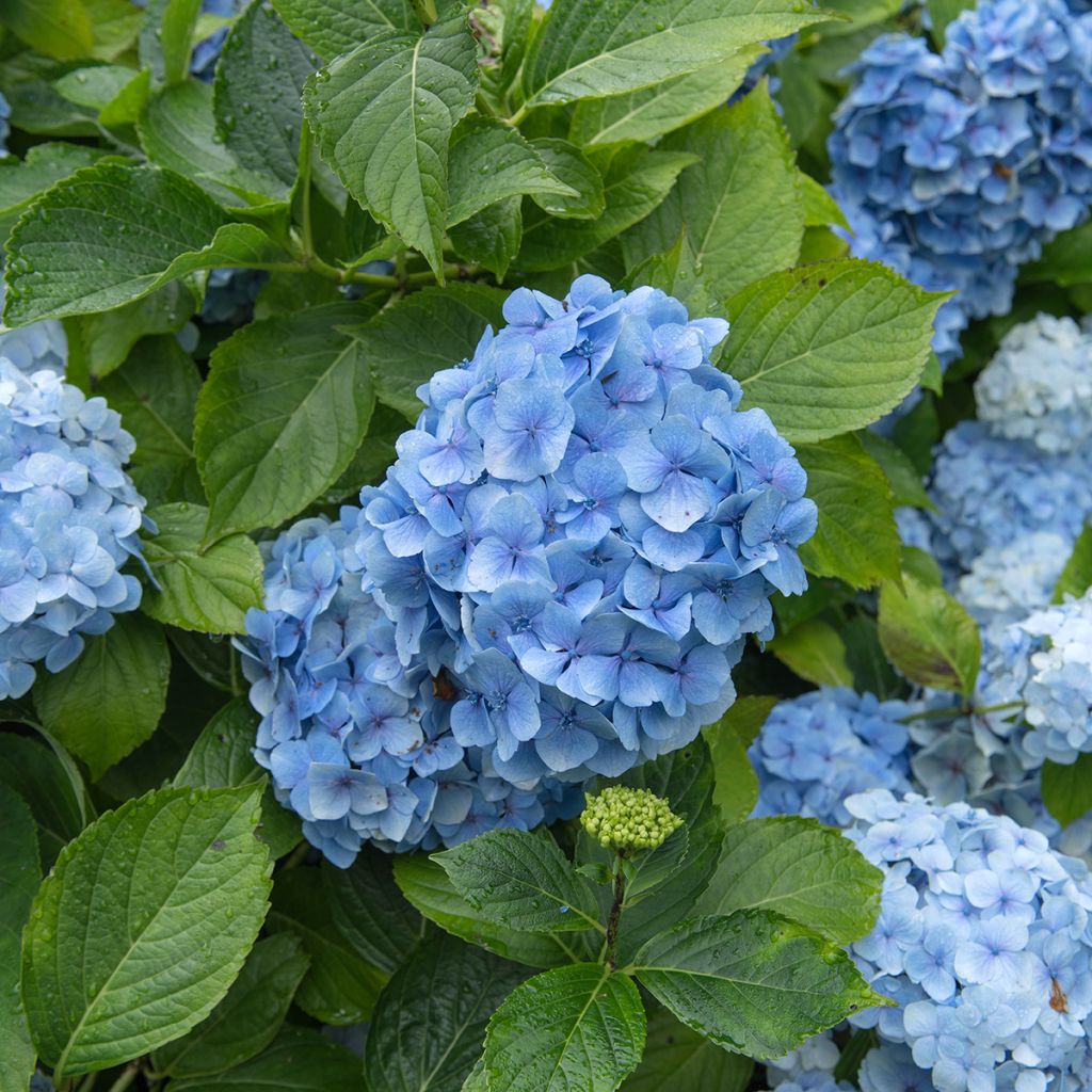 Hydrangea macrophylla Mousseline - Bolhortensia
