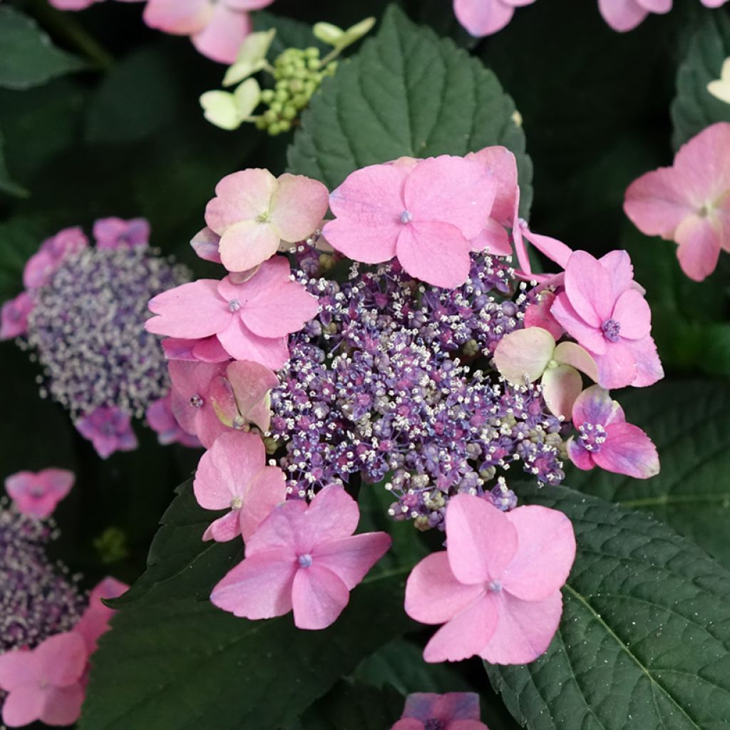 Hydrangea macrophylla Nanping - Schermhortensia