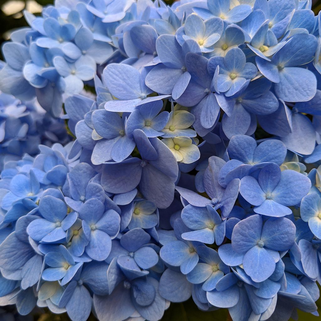 Hydrangea macrophylla Nikko Blue - Boerenhortensia