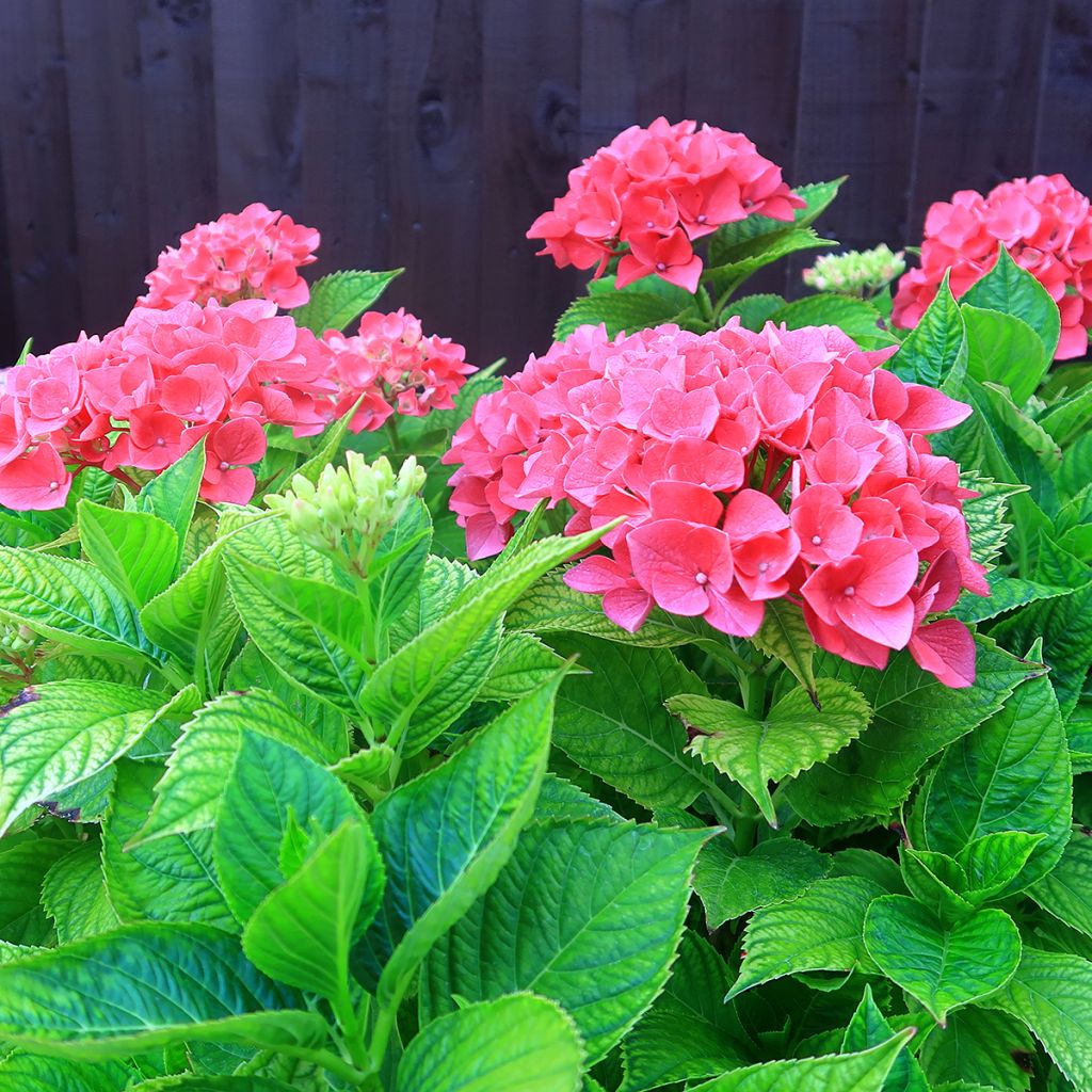 Hydrangea macrophylla Pia - Bolhortensia