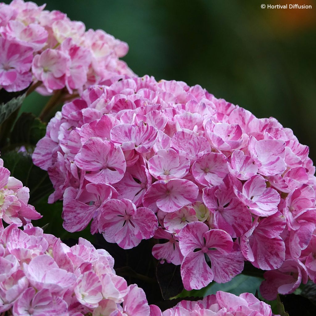 Hydrangea macrophylla Pinky Binder - Hortensia