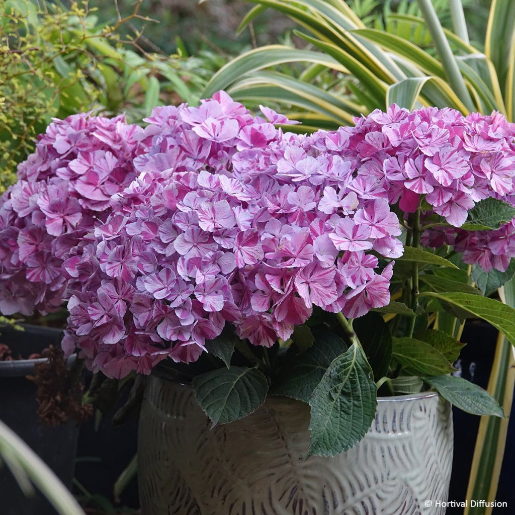 Hydrangea macrophylla Pinky Binder - Hortensia