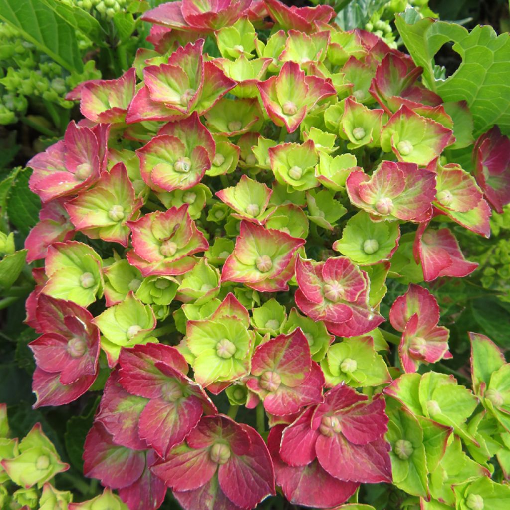 Hydrangea macrophylla Choco Love - Bolhortensia