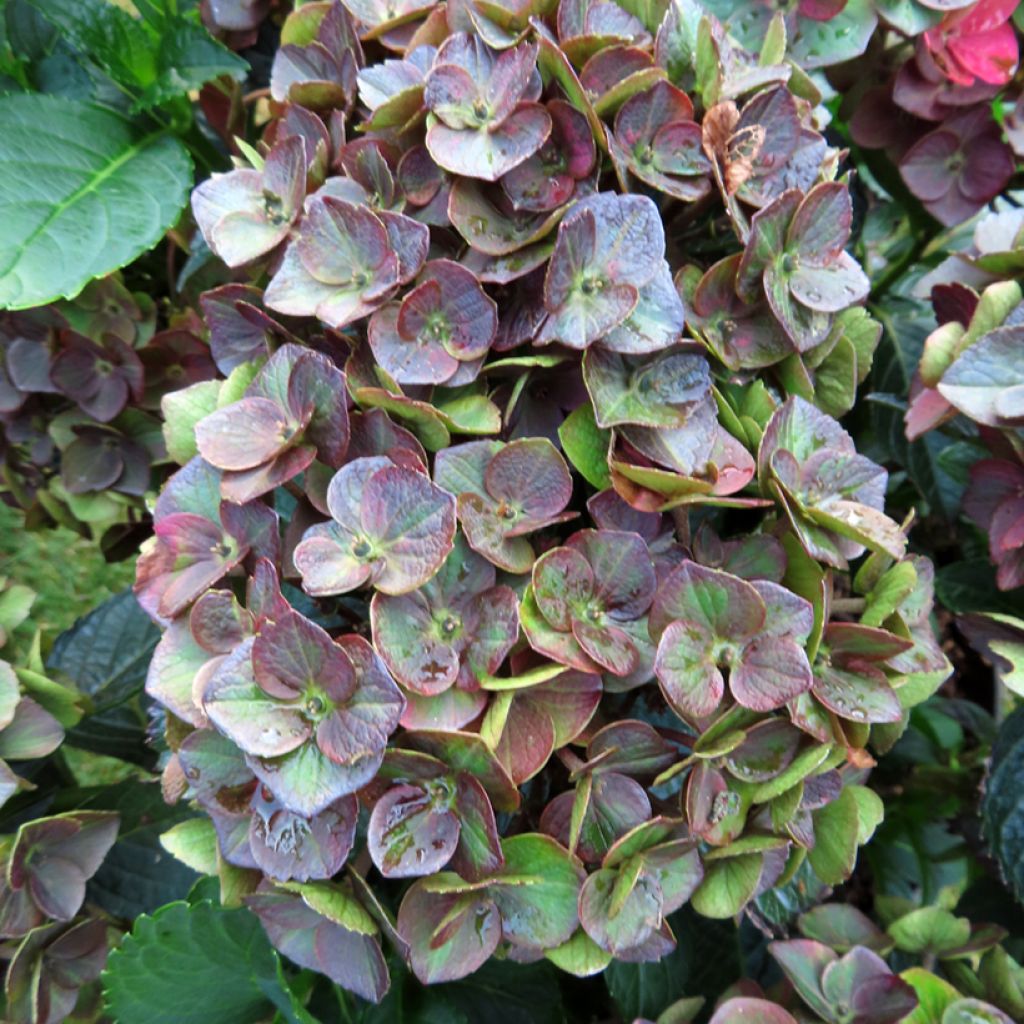Hydrangea macrophylla Choco Love - Bolhortensia