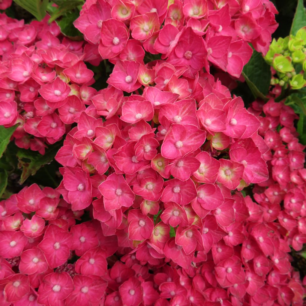 Hydrangea macrophylla Choco Love - Bolhortensia