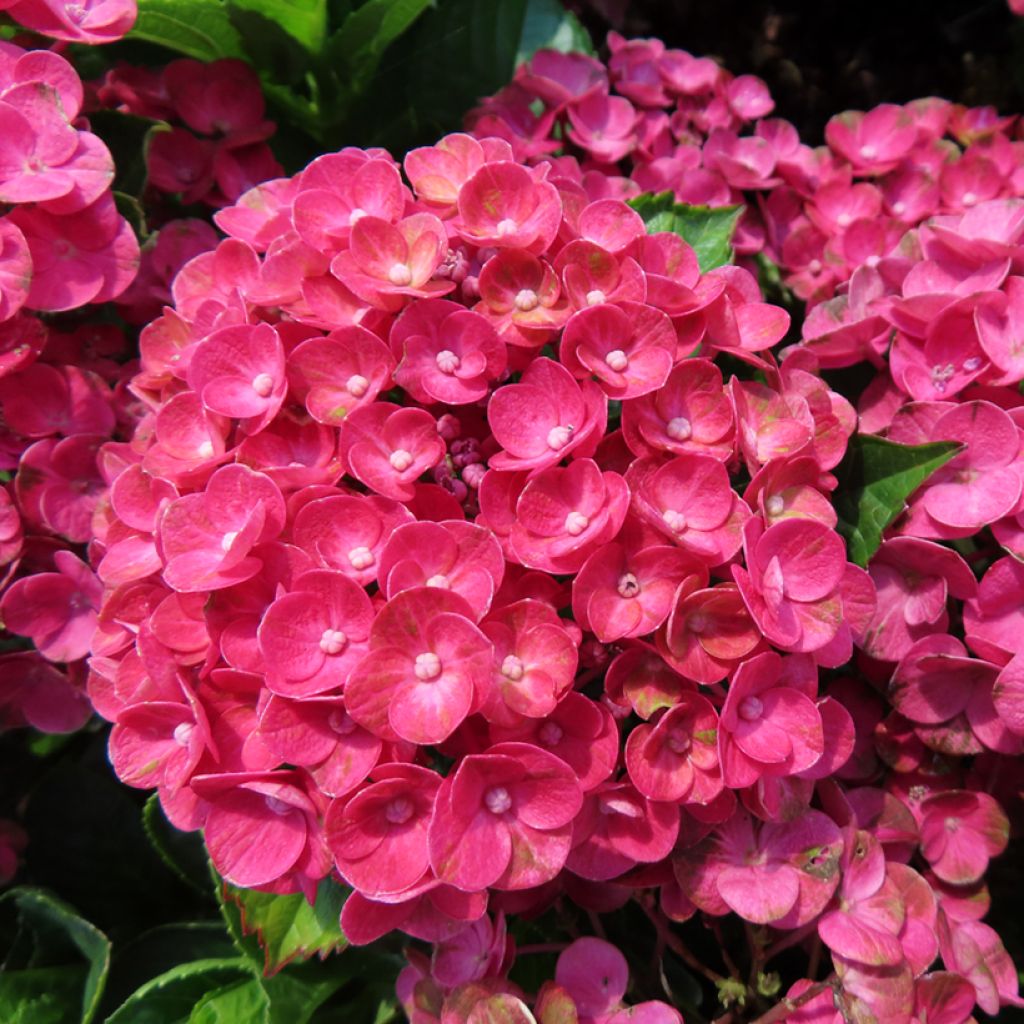 Hydrangea macrophylla Ferrari Love - Bolhortensia