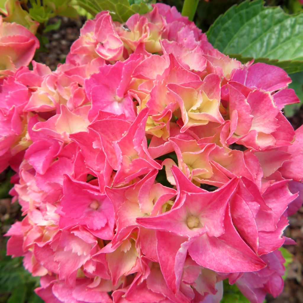 Hydrangea macrophylla Pink Love - Bolhortensia