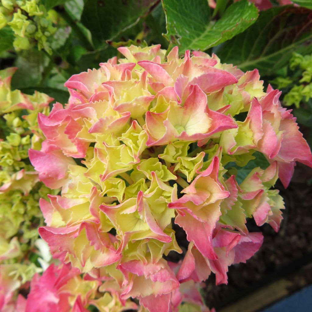 Hydrangea macrophylla Pink Love - Bolhortensia