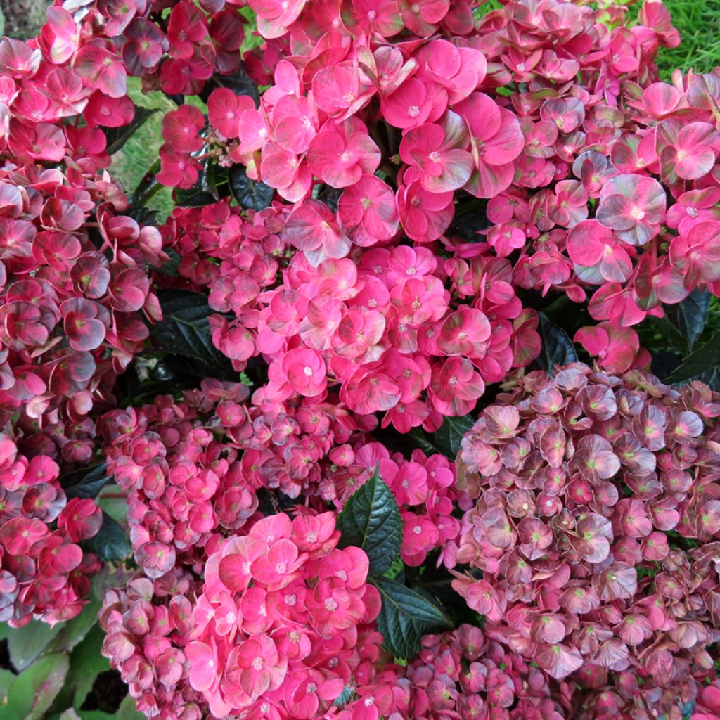 Hydrangea macrophylla Pistachio Love - Bolhortensia