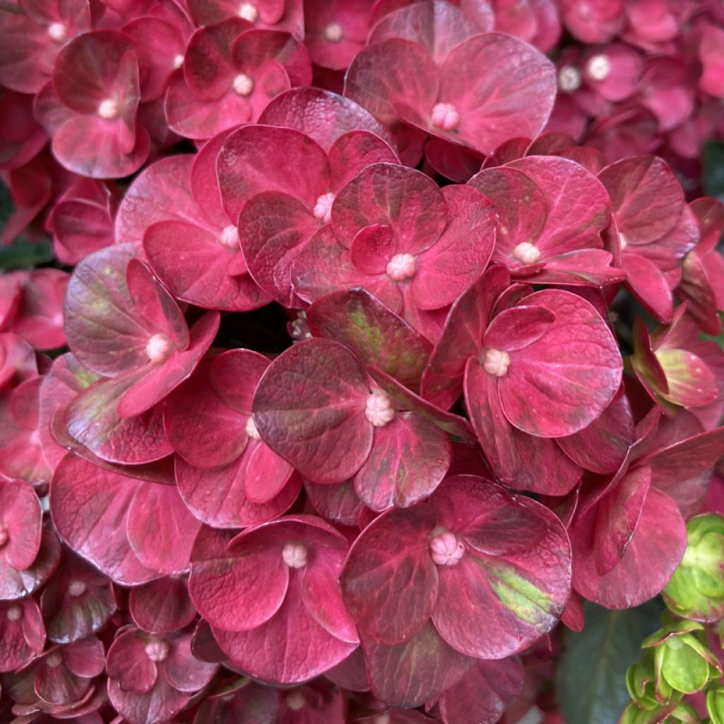 Hydrangea macrophylla Pistachio Love - Bolhortensia