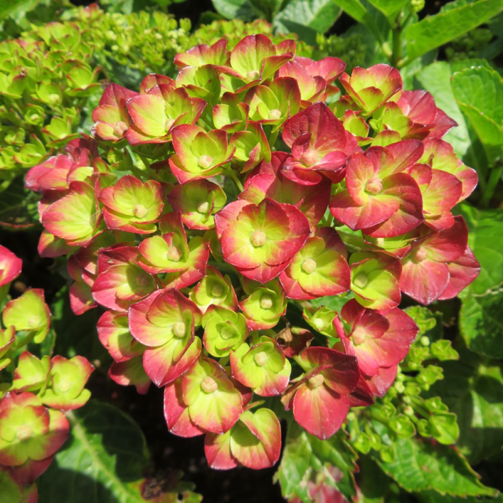 Hydrangea macrophylla Pistachio Love - Bolhortensia
