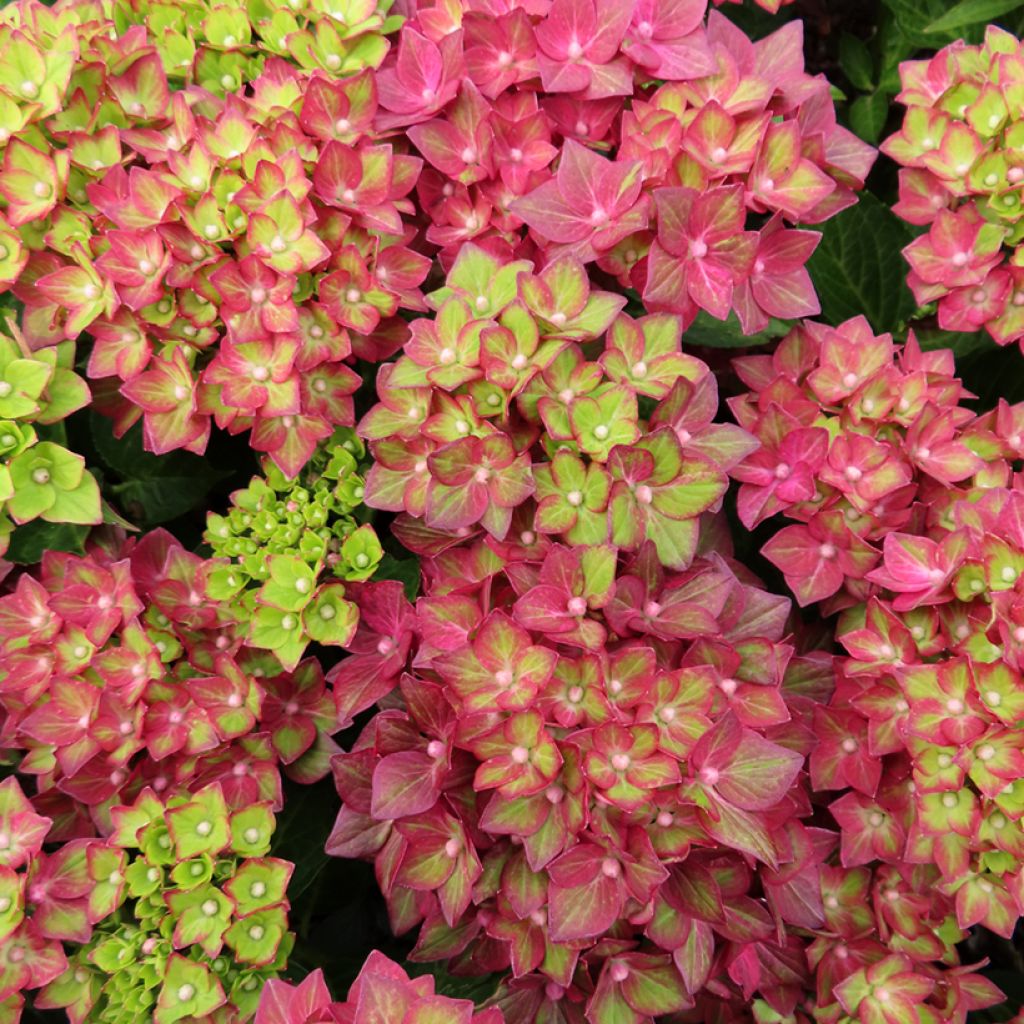Hydrangea macrophylla Rebellion Red Love - Bolhortensia
