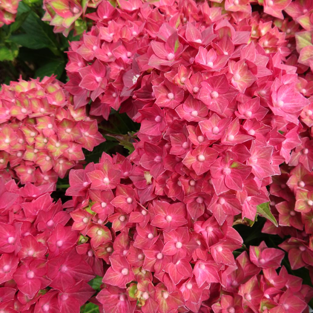 Hydrangea macrophylla Rebellion Red Love - Bolhortensia