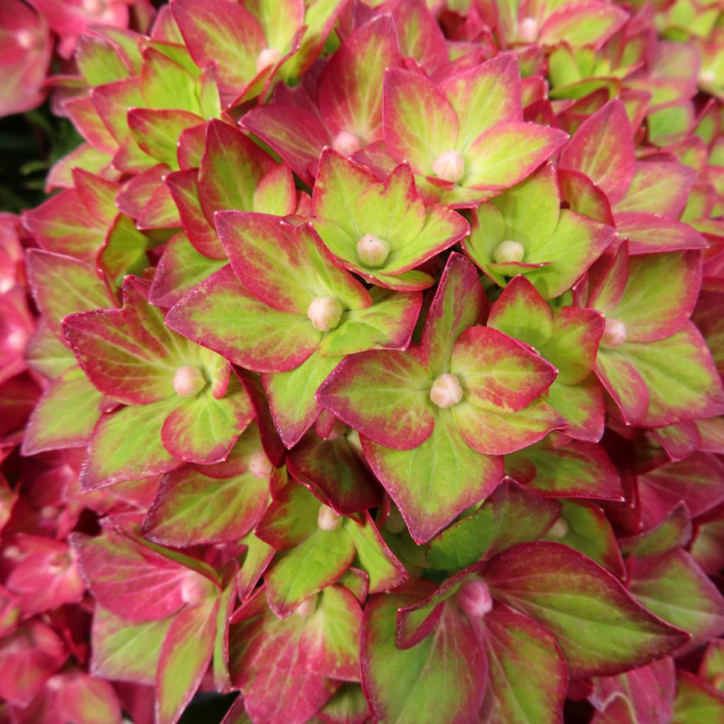 Hydrangea macrophylla Rebellion Red Love - Bolhortensia