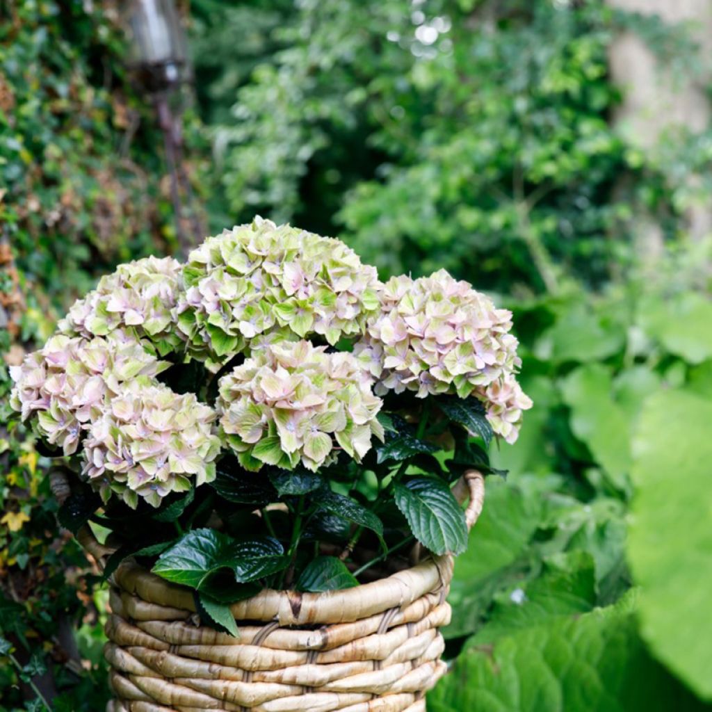 Hydrangea macrophylla Bella Pesche - Hortensia