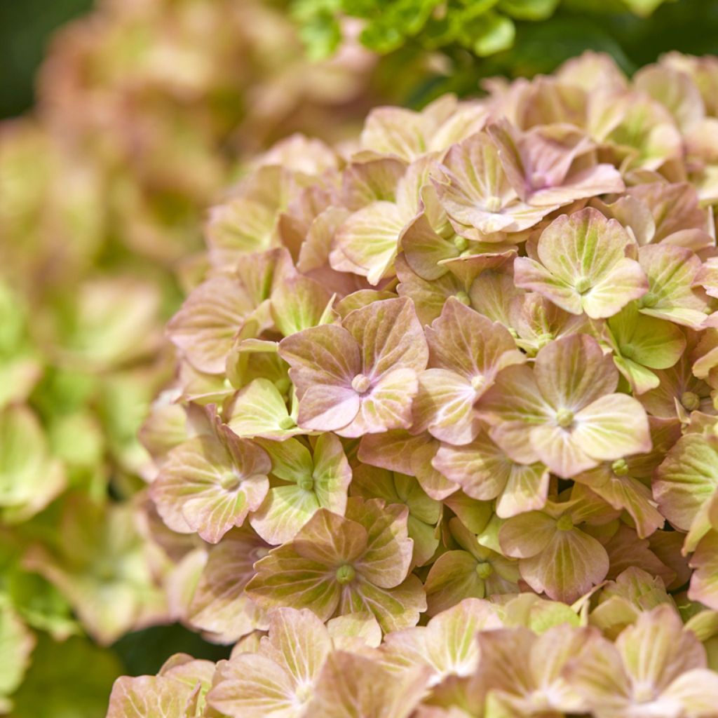 Hydrangea macrophylla Bella Pesche - Hortensia