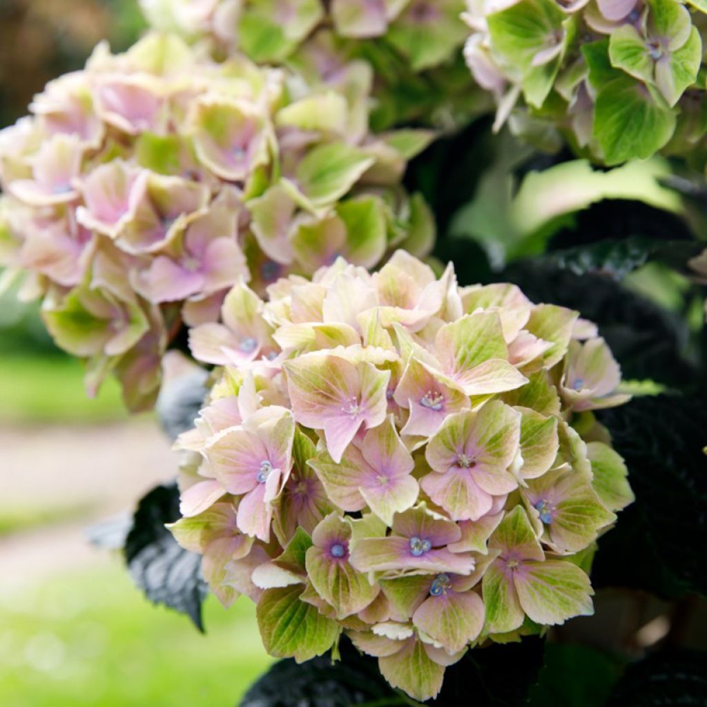 Hydrangea macrophylla Bella Pesche - Hortensia