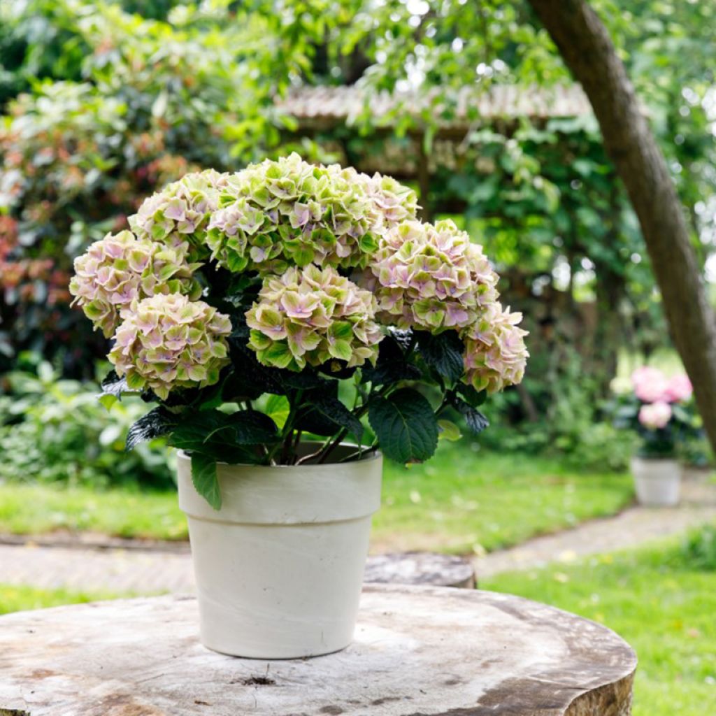 Hydrangea macrophylla Bella Pesche - Hortensia