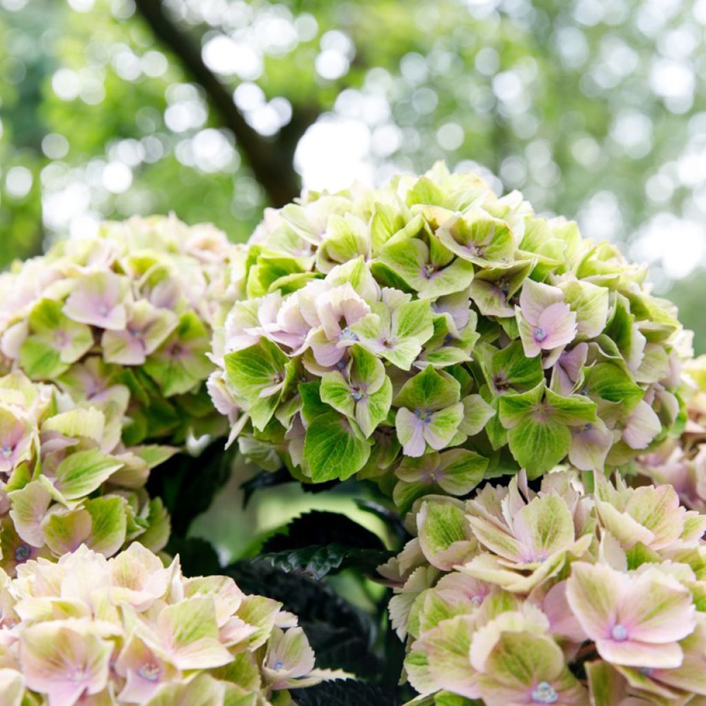 Hydrangea macrophylla Bella Pesche - Hortensia