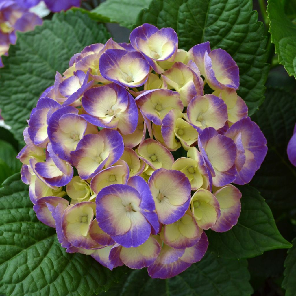 Hydrangea macrophylla Dolce Chic - Hortensia