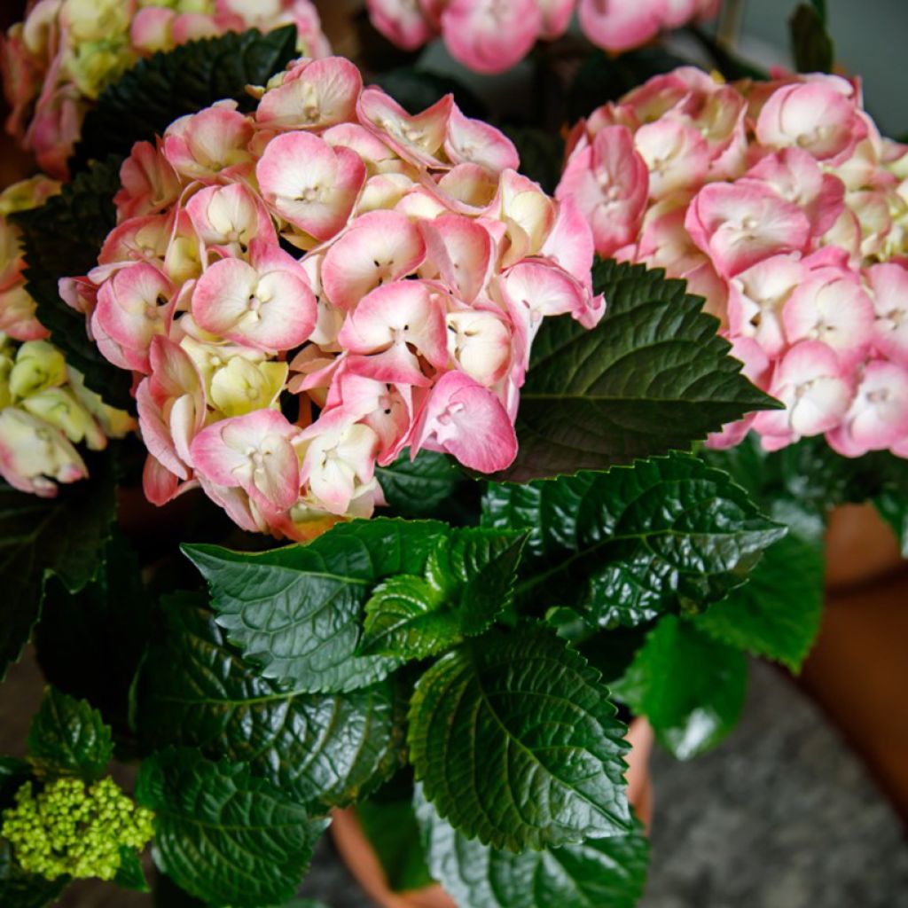 Hydrangea macrophylla Dolce Chic - Hortensia