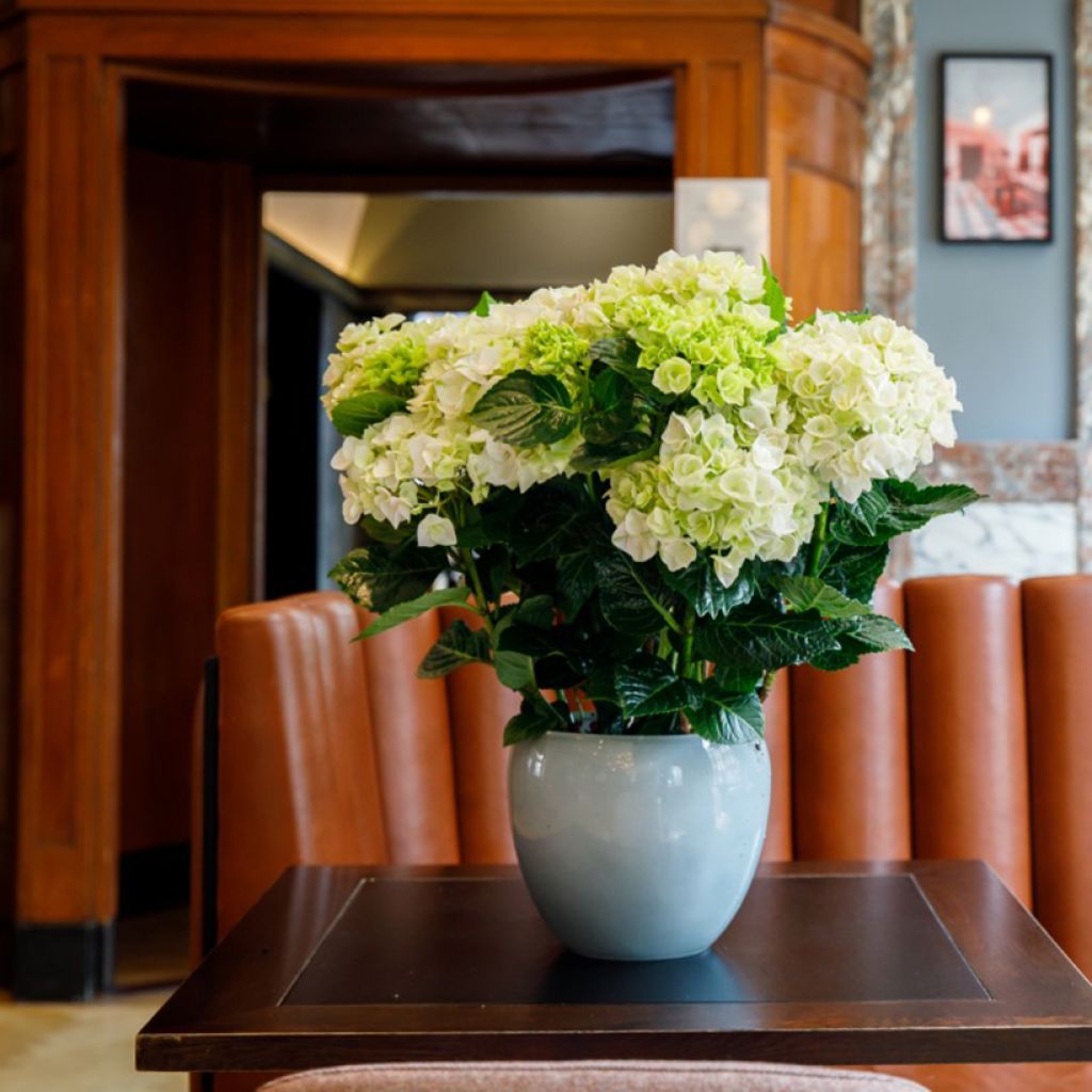 Hydrangea macrophylla Elegant Rosa - Hortensia